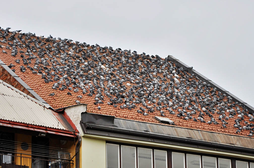 tetto capannone pieno di piccioni