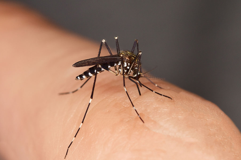 contro le zanzare