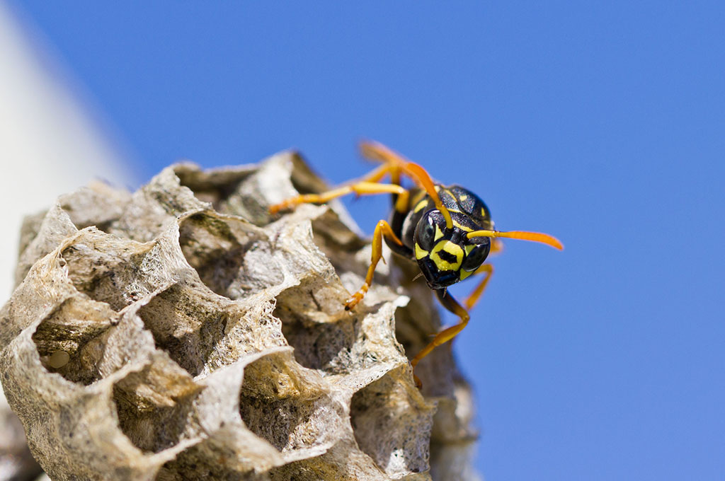 nido di vespe da eliminare