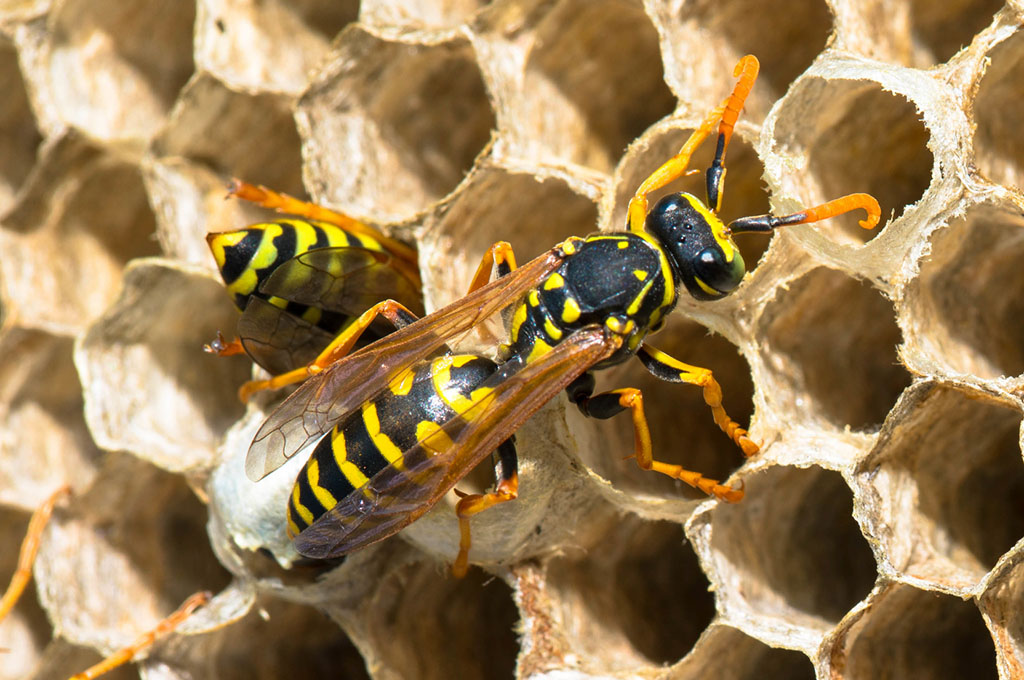 nido di vespe