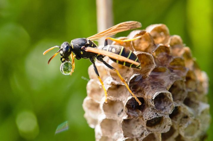 vespa su piccolo favo