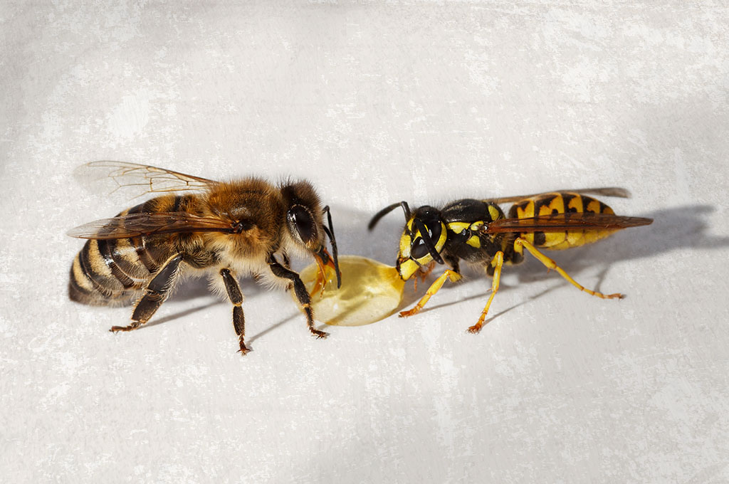 ape contro vespa